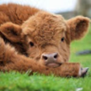 Meet your Posher, Bridget